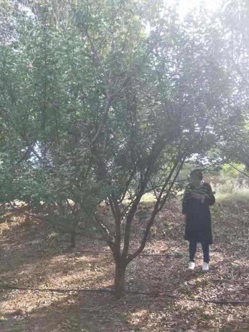 红梅3-20公分量大供应