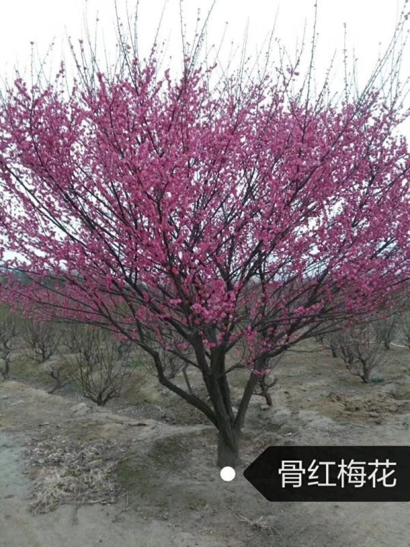 红梅3-20公分量大供应