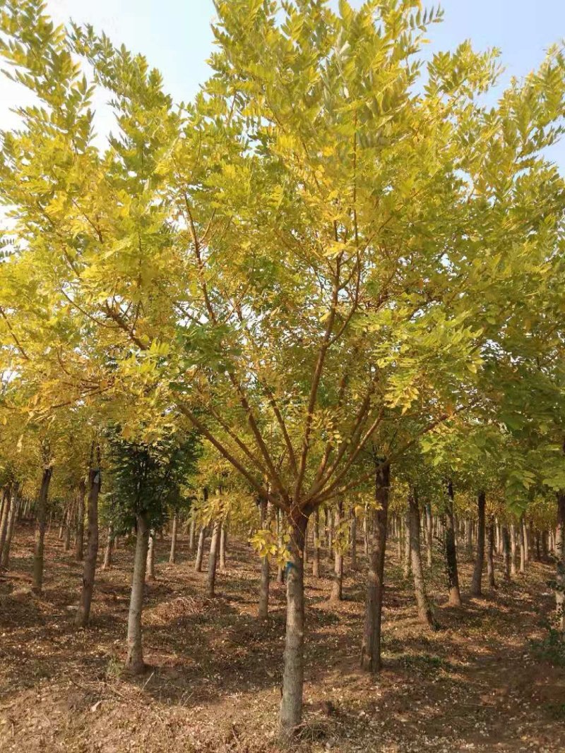 出售黄金槐8-15公分量大供应