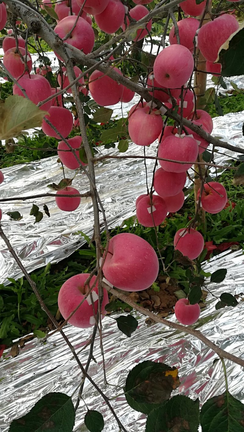 红富士苹果树苗