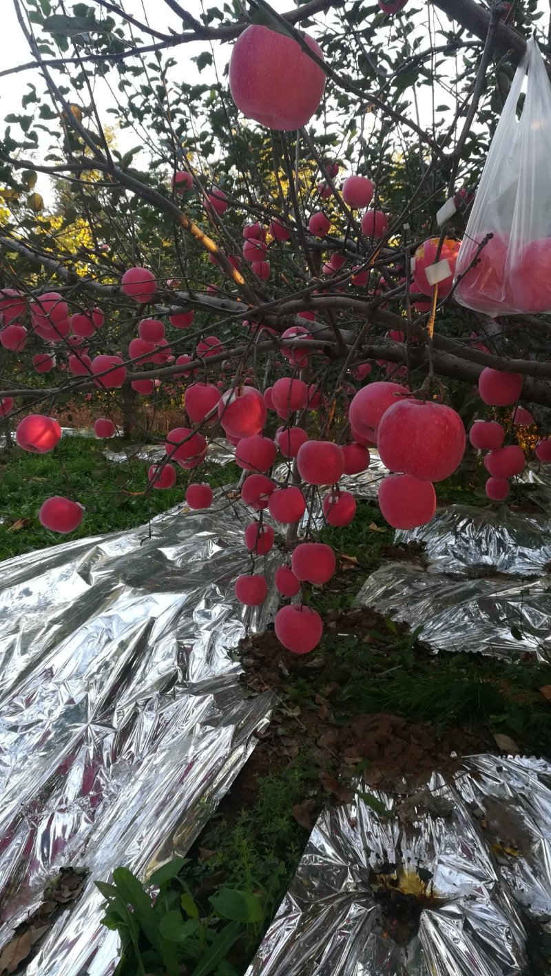 红富士苹果树苗