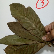 枇杷叶(学名：Eriobotryajaponic