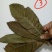 枇杷叶(学名：Eriobotryajaponic