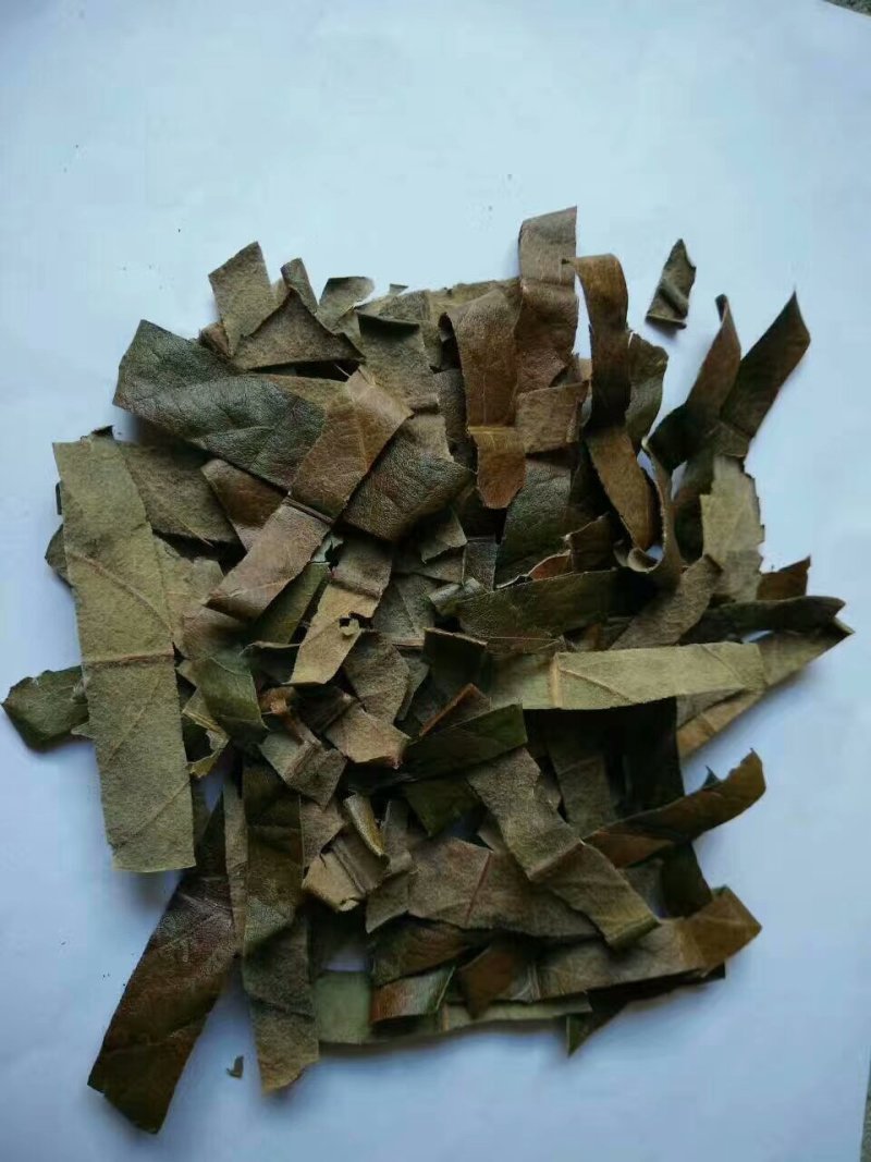 枇杷叶(学名：Eriobotryajaponic