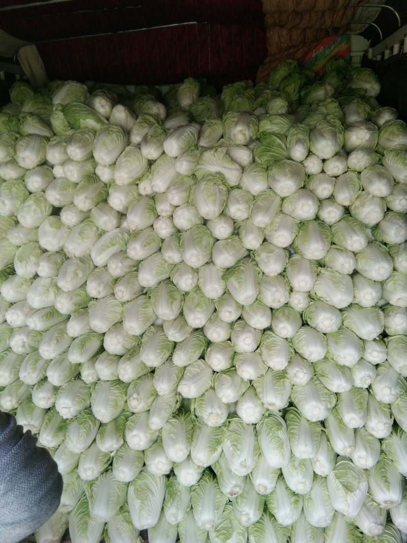 苏北地区精品夏阳白菜大量供应中！2~3斤净菜