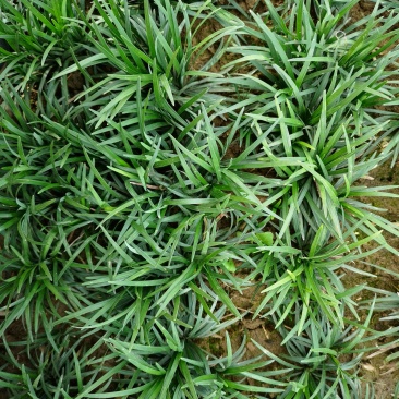 玉龙草