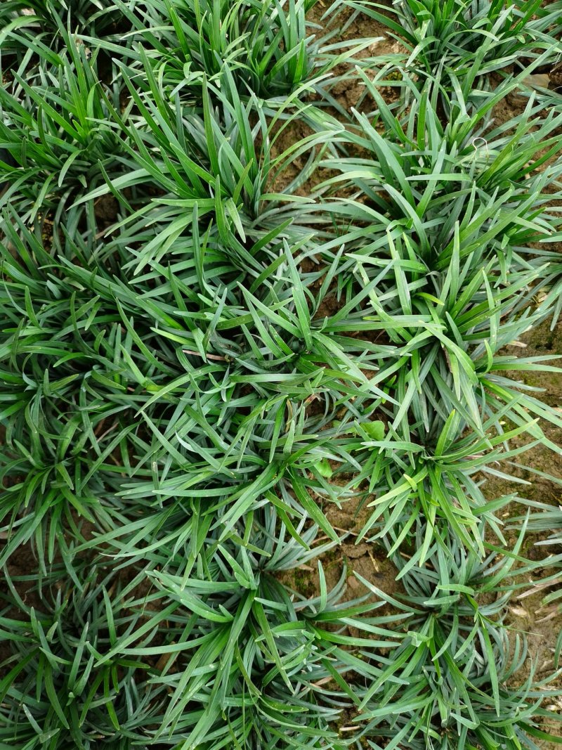 玉龙草