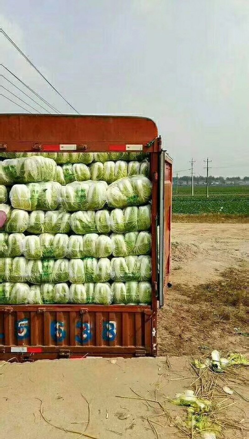 精品黄心菜白菜大量上市，欢迎各地市场，欢迎采购