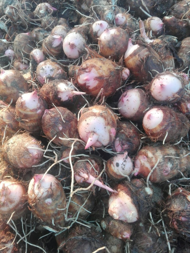 河南南阳，二万亩红芽芋每年八月大量上市。