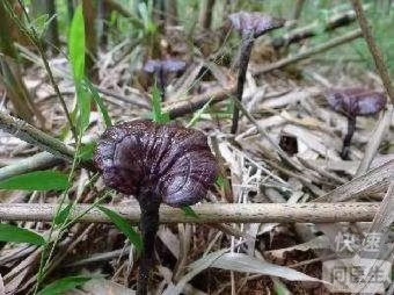 野生竹灵芝