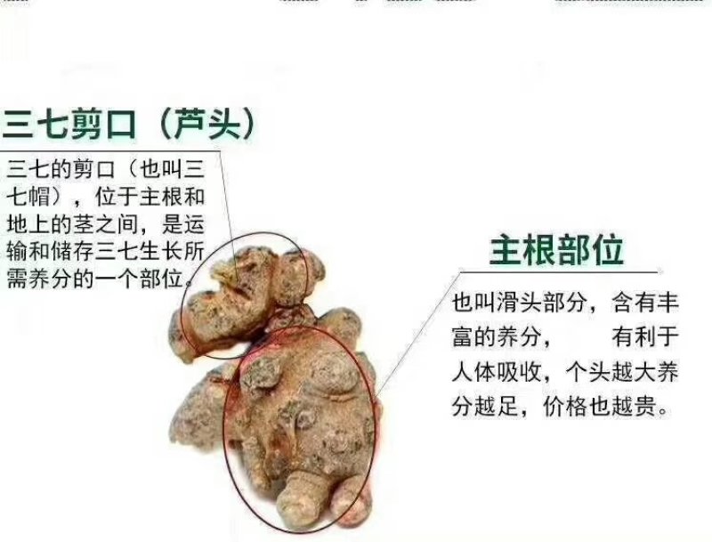 13头三七