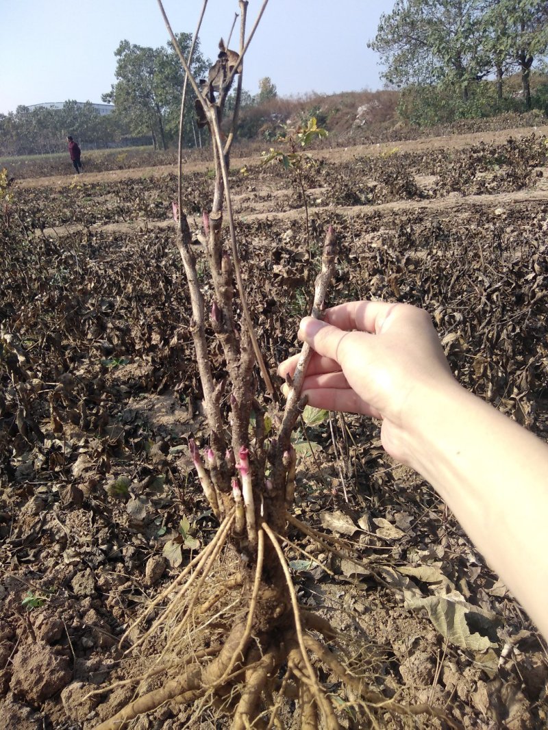 洛阳观赏牡丹苗，黑色系！进口品种！跟粗苗壮！包成活。