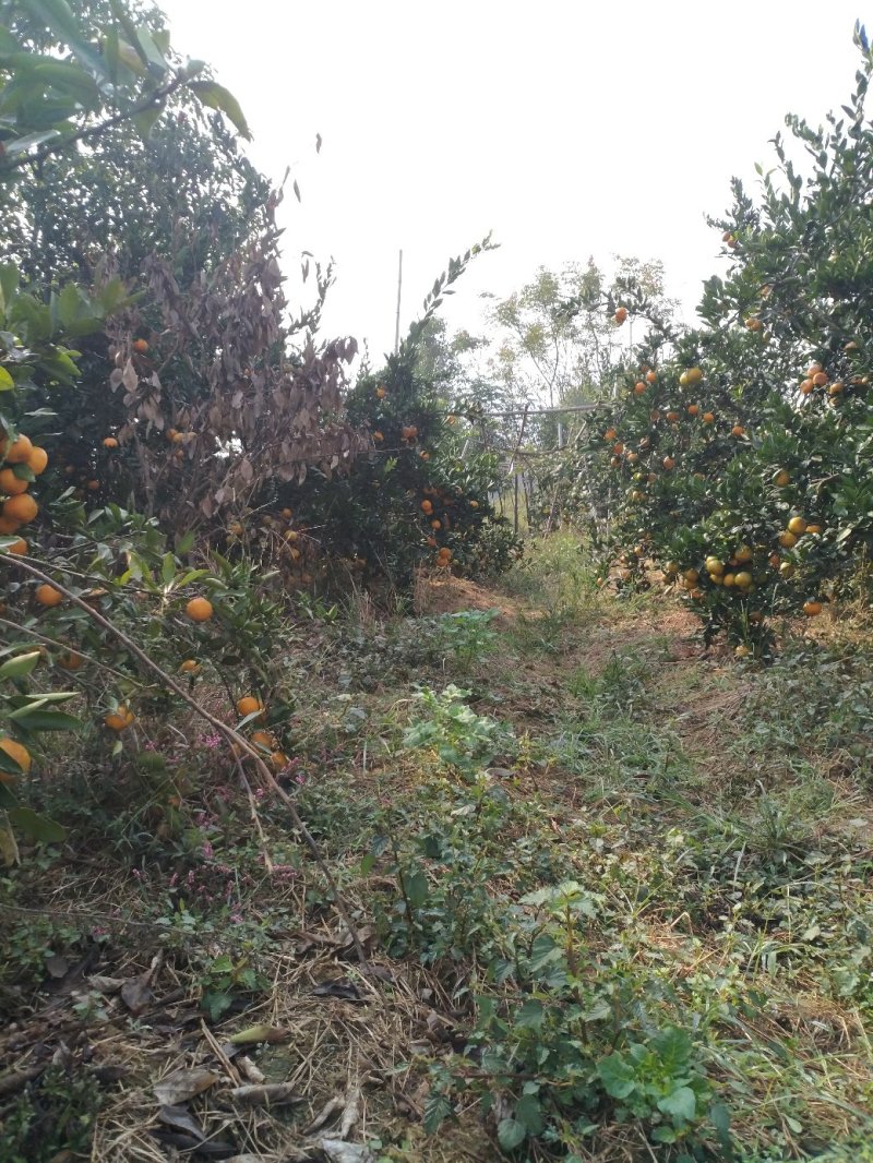 大量出货特早柑桔武汉市江夏区