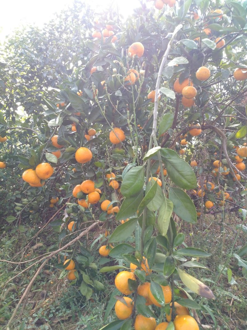 大量出货特早柑桔武汉市江夏区