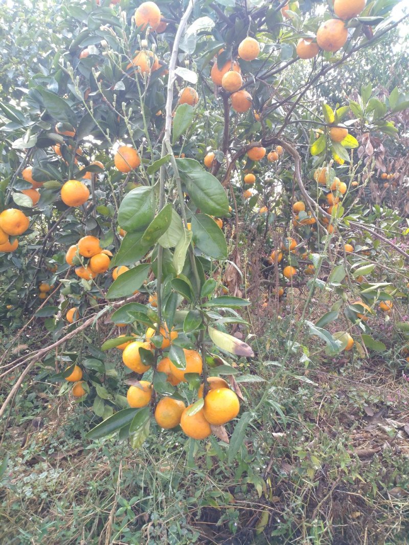 大量出货特早柑桔武汉市江夏区