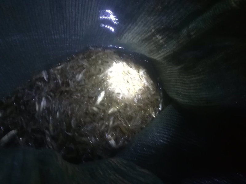 河虾