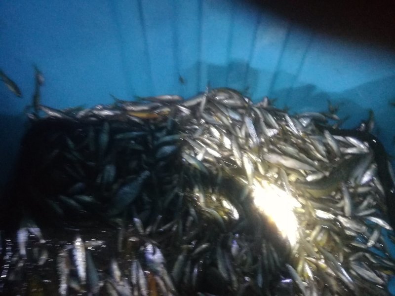 河虾