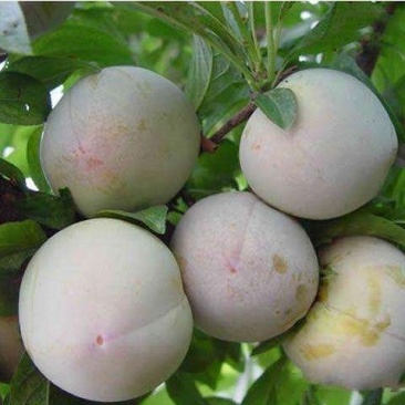 恐龙蛋李子苗/味帝树苗/味王树苗/风味皇后