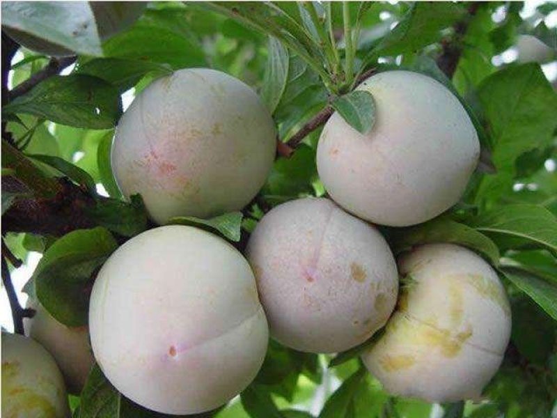 恐龙蛋李子苗/味帝树苗/味王树苗/风味皇后