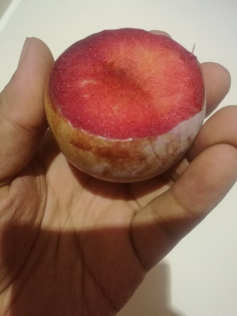 恐龙蛋李子苗/味帝树苗/味王树苗/风味皇后