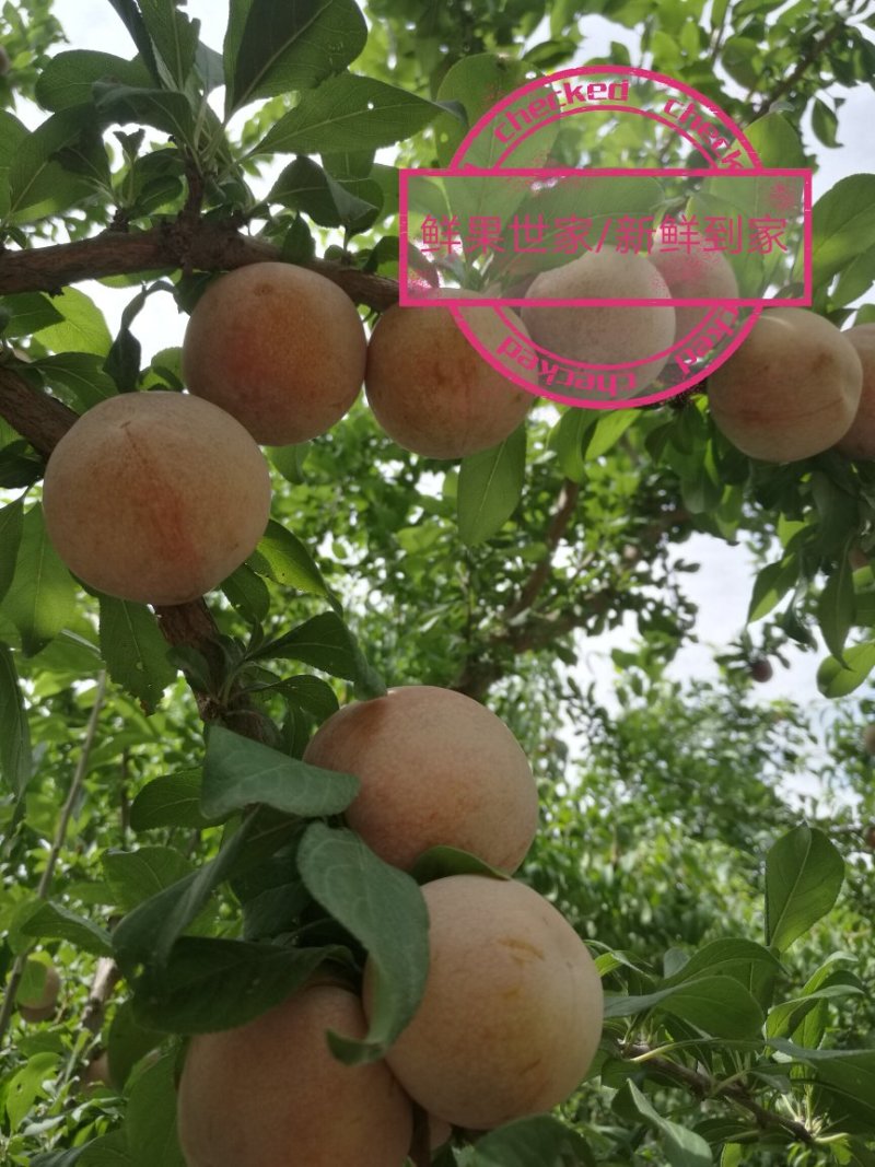 恐龙蛋李子苗/味帝树苗/味王树苗/风味皇后