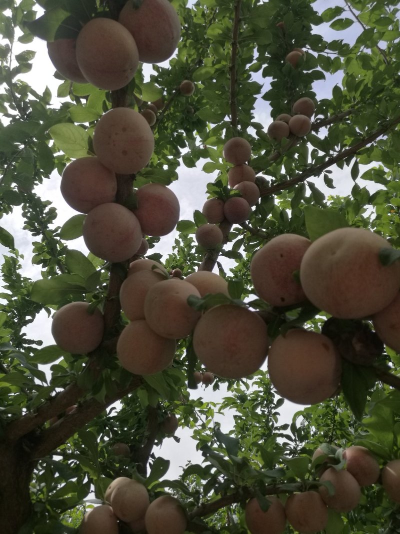 恐龙蛋李子苗/味帝树苗/味王树苗/风味皇后