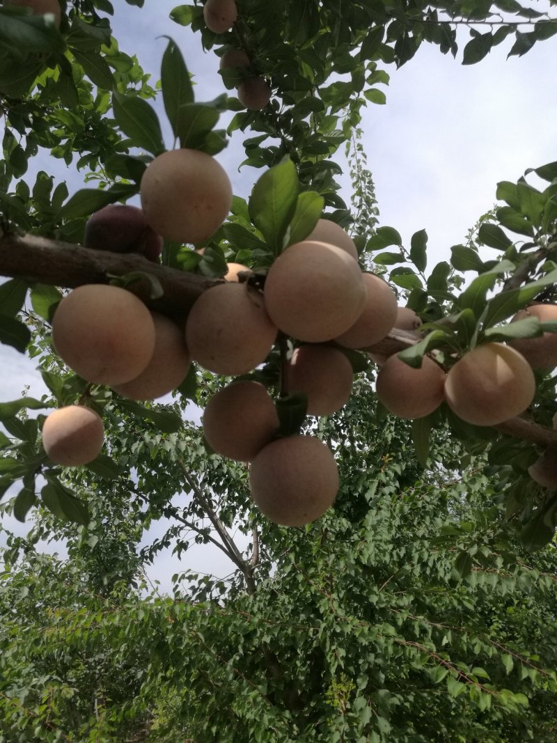 恐龙蛋李子苗/味帝树苗/味王树苗/风味皇后