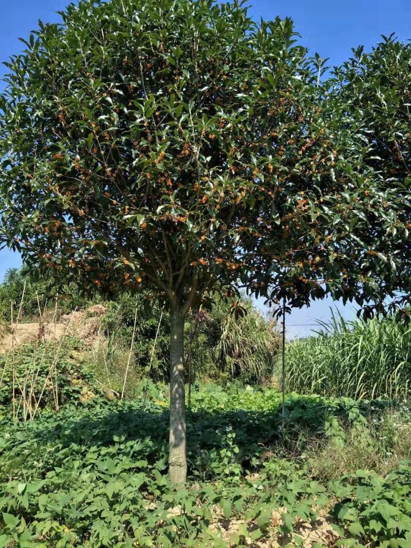 八月桂树苗，丹桂，金桂，四季桂血桂树各种大小规格大量供应