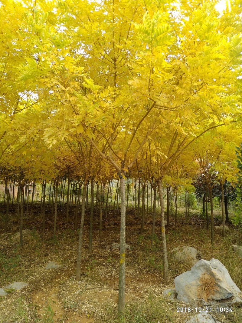 金枝槐
