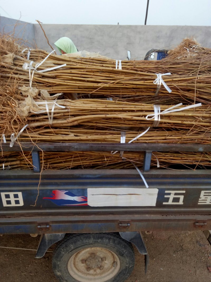 河北省秦皇岛市昌黎绿化久《金宝》桃苗小海果蔬苗木销售中心