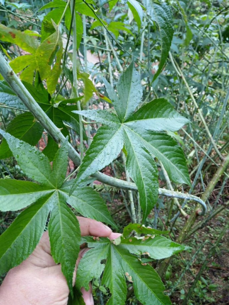 復盆子种苗