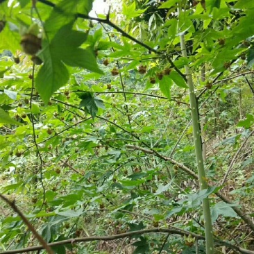 復盆子种苗