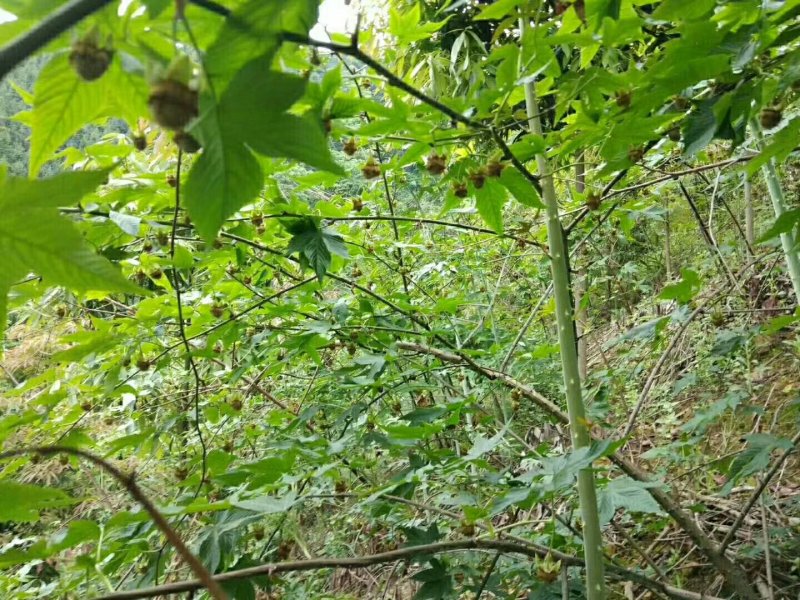 復盆子种苗
