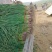 河南北部内黄县红很蒜苗已经上市基地欢迎新老朋友光临