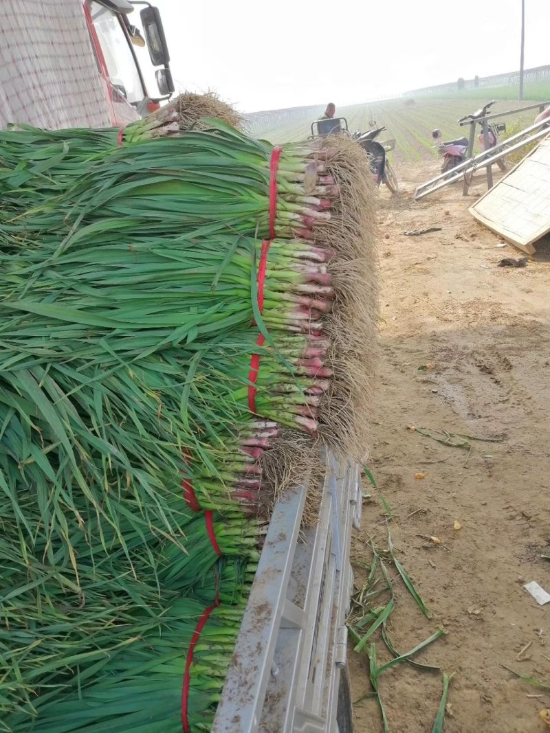河南北部内黄县红很蒜苗已经上市基地欢迎新老朋友光临
