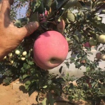 苹果