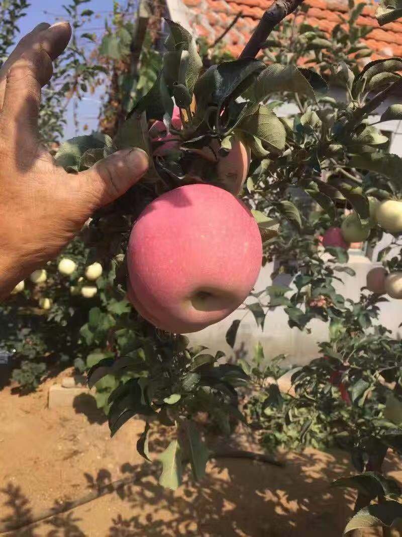 苹果