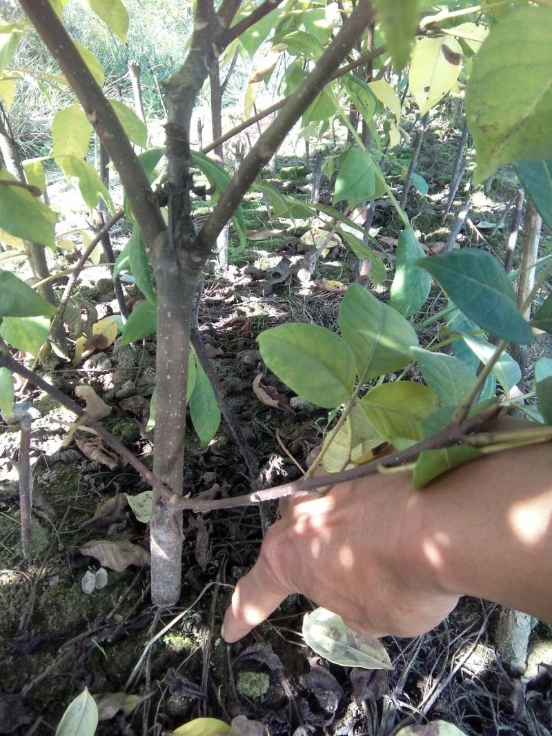 江西中花吴茱萸(扦插苗)，基地直销.现挖现卖.提供种植技