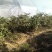 江西中花吴茱萸(扦插苗)，基地直销.现挖现卖.提供种植技
