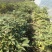 江西中花吴茱萸(扦插苗)，基地直销.现挖现卖.提供种植技