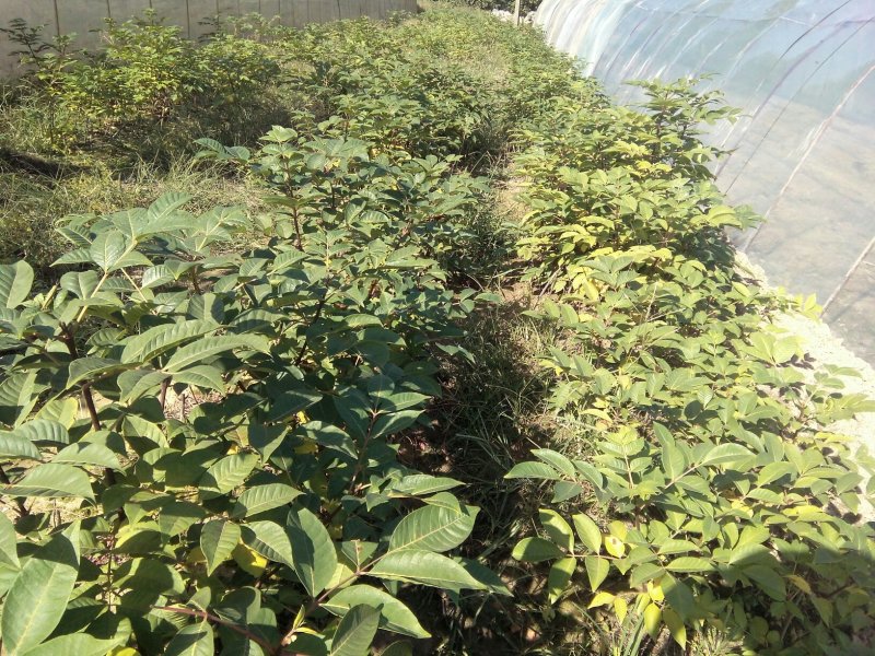 江西中花吴茱萸(扦插苗)，基地直销.现挖现卖.提供种植技
