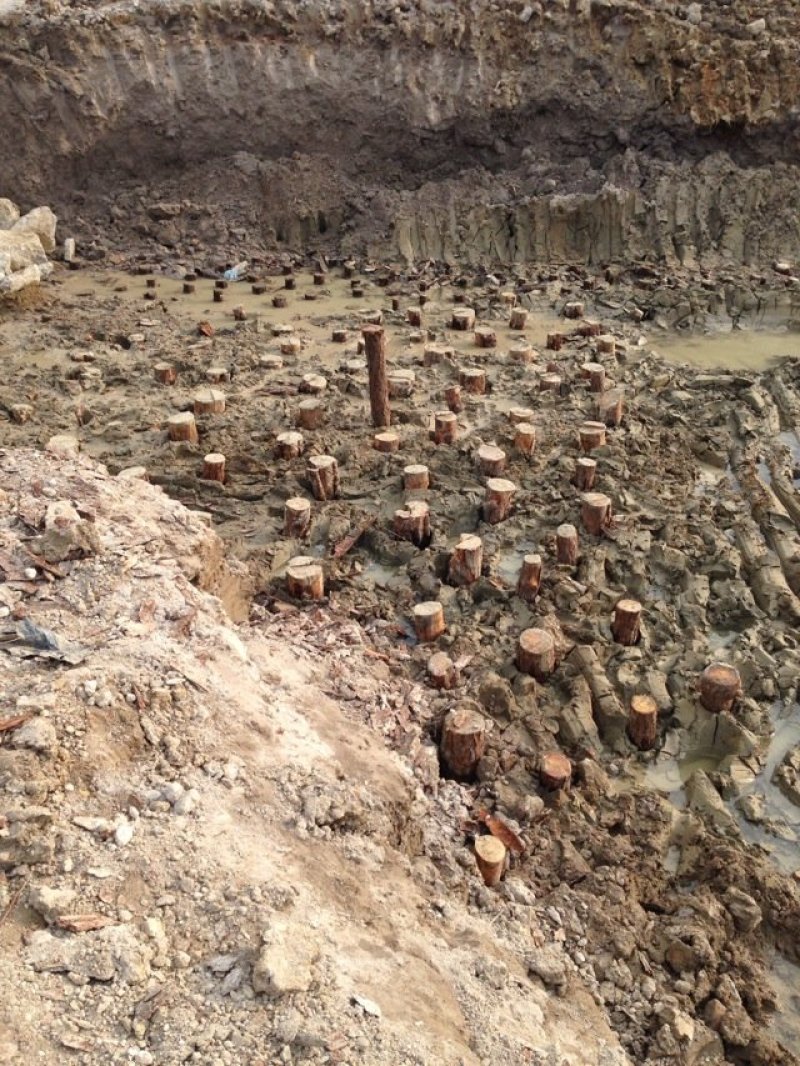 大量湿地松木桩，本地松木桩，批发欢迎新老客洽谈预定