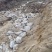 大量湿地松木桩，本地松木桩，批发欢迎新老客洽谈预定