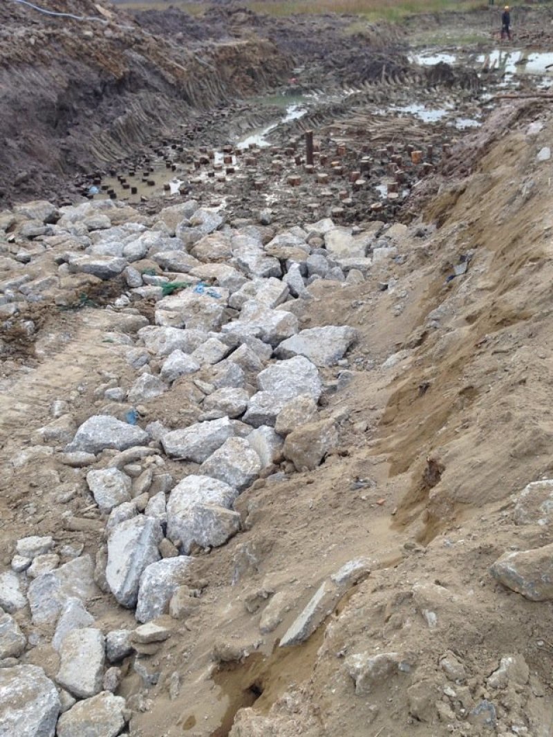 大量湿地松木桩，本地松木桩，批发欢迎新老客洽谈预定