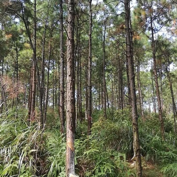 大量湿地松木桩，本地松木桩，批发欢迎新老客洽谈预定