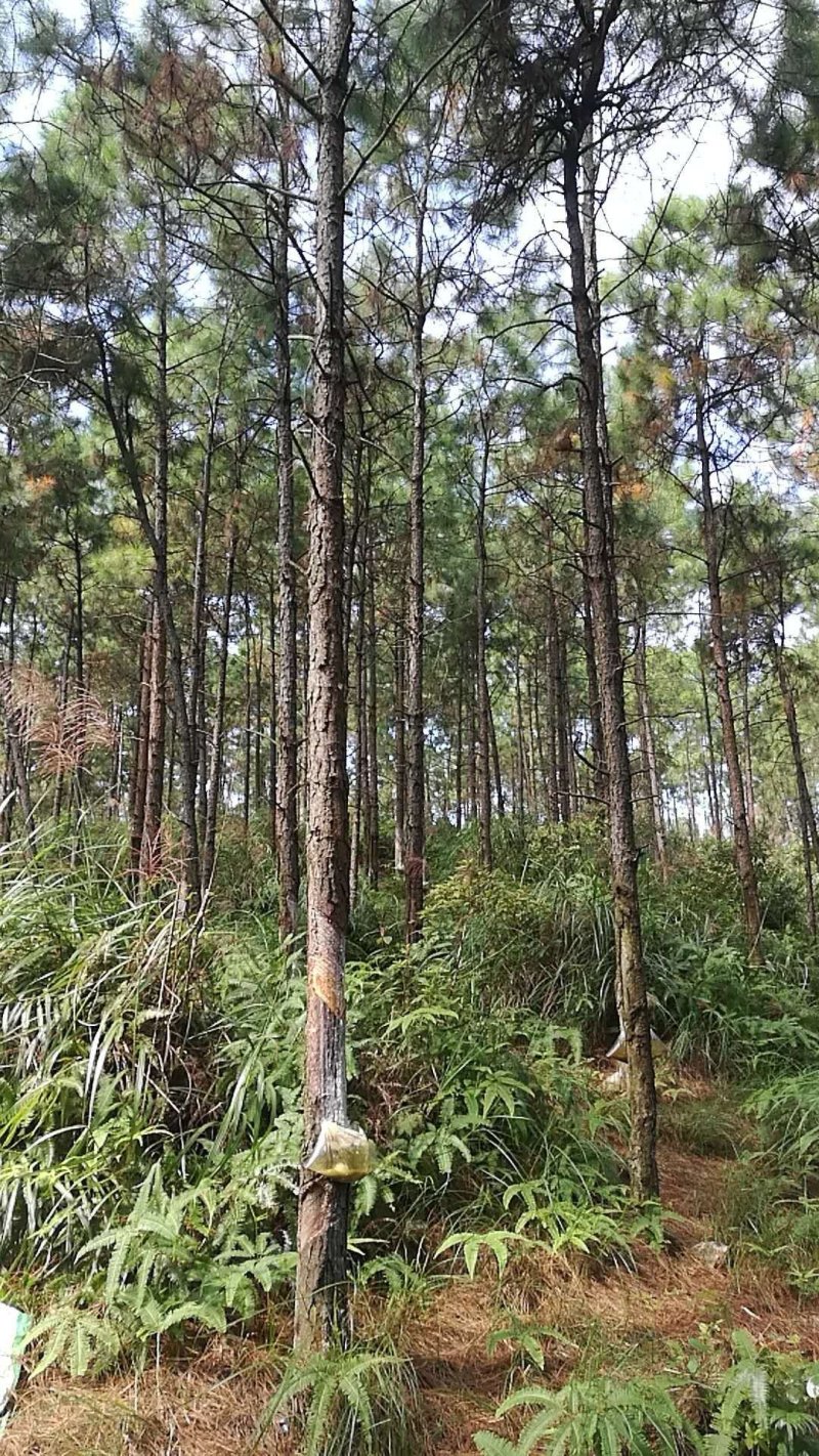 大量湿地松木桩，本地松木桩，批发欢迎新老客洽谈预定