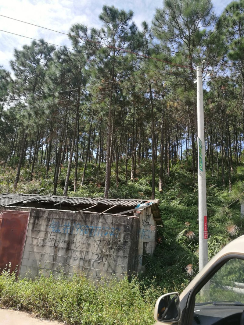 大量湿地松木桩，本地松木桩，批发欢迎新老客洽谈预定
