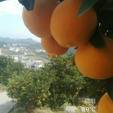 新宁脐橙优质脐橙基地