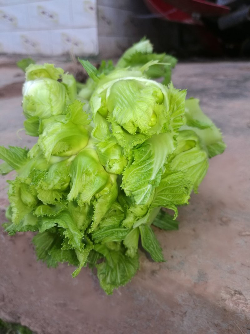 儿菜