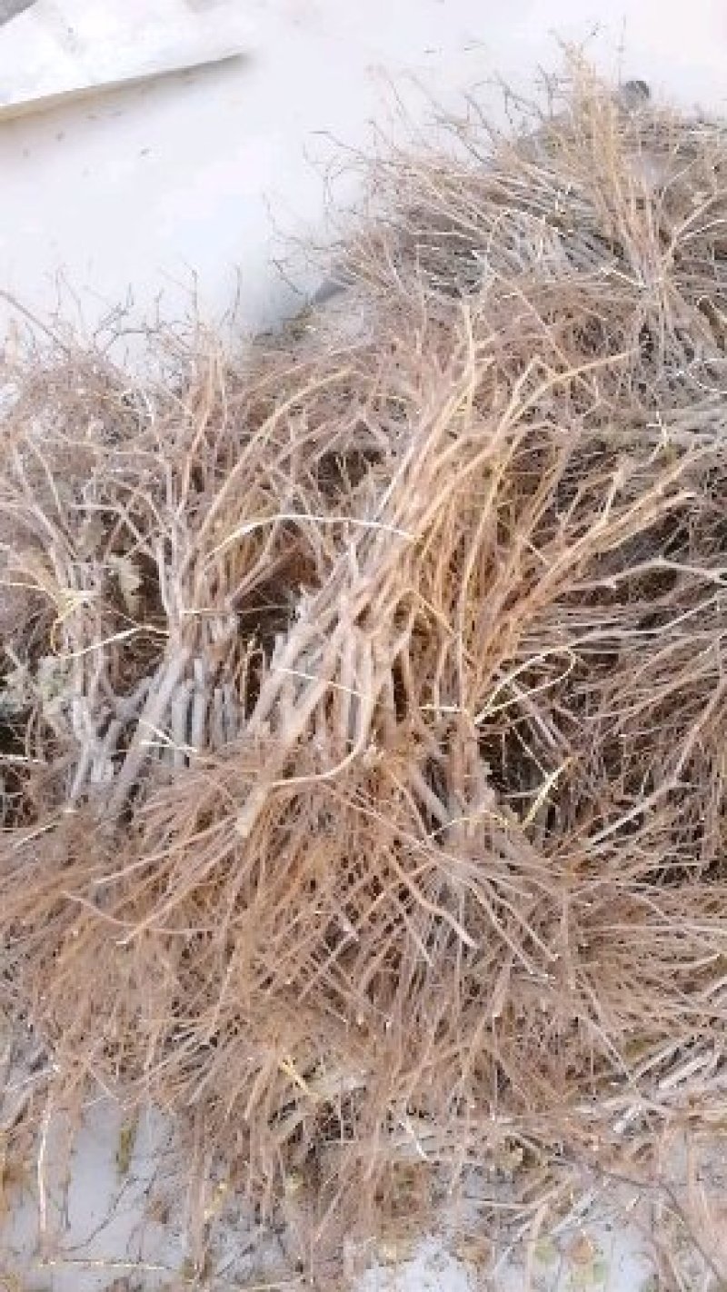 冰美人葡萄苗30~50cm1年棵棵手选一级苗